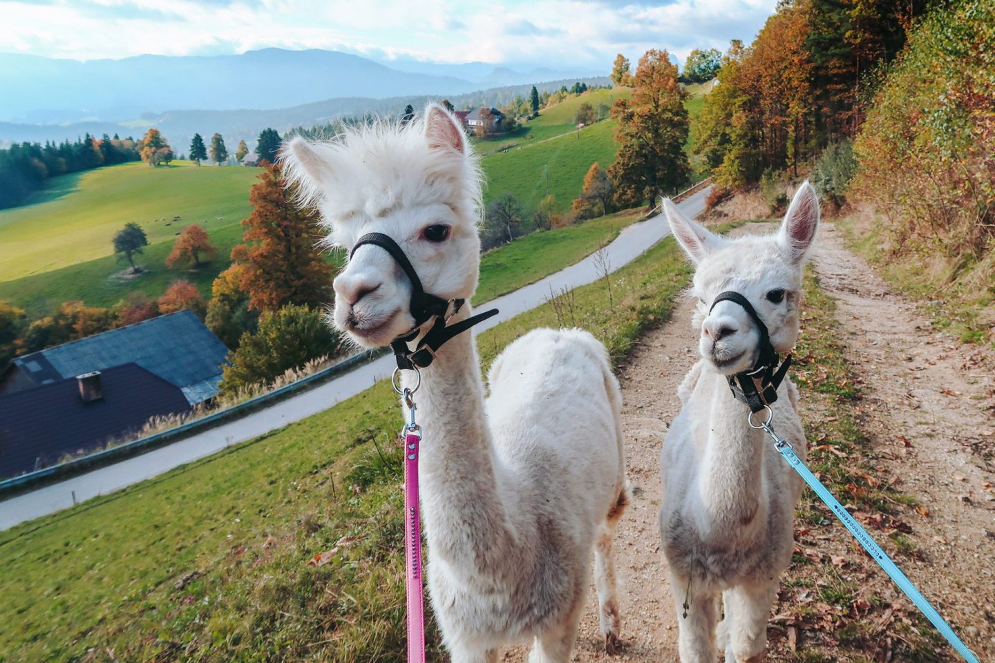 alpacas-hill-11-of-8-1440x960
